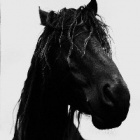 Bialykonik02