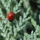 antix.