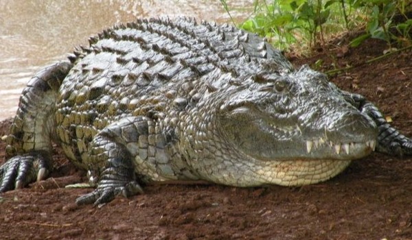 Krokodyl Różańcowy. A ty co o nim wiesz ?
