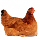 zyjedlagangu