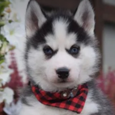 Husky669