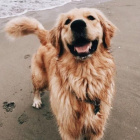 Golden_Retriever