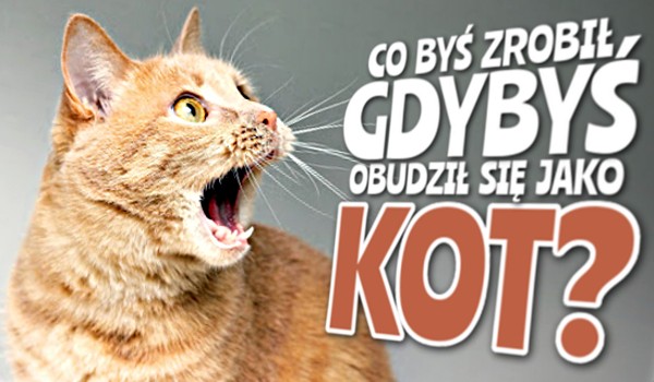 Co byś zrobił, gdybyś obudził się jako kot?