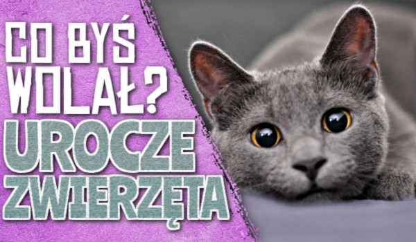 Urocze zwierzęta – Co byś wolał?
