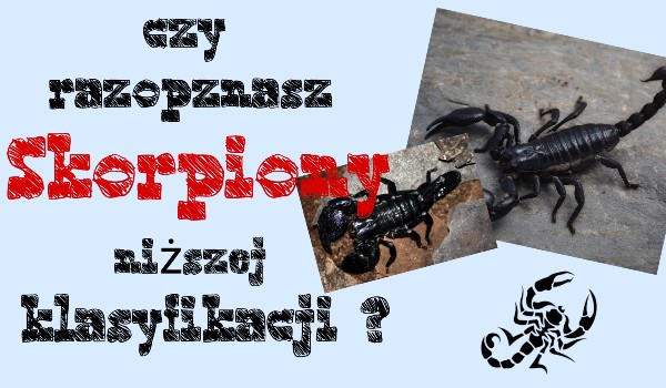Czy rozpoznasz skorpiony niższej klasyfikacji ?