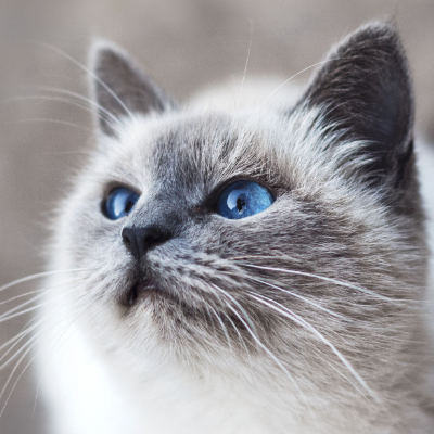 KiaraMeow
