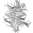 Jagnieszka