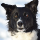 FilipBorderCollie