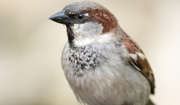 Czy jesteś jak Wróbel?