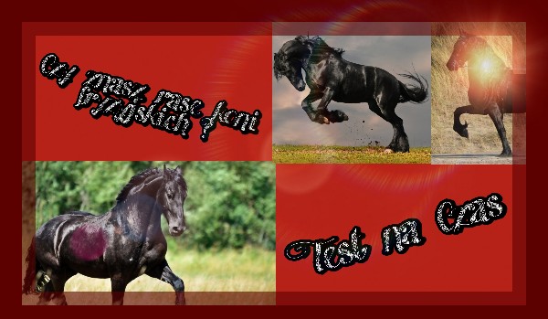Czy znasz rasę koni Fryzyjskich ? – Test na Czas !!!