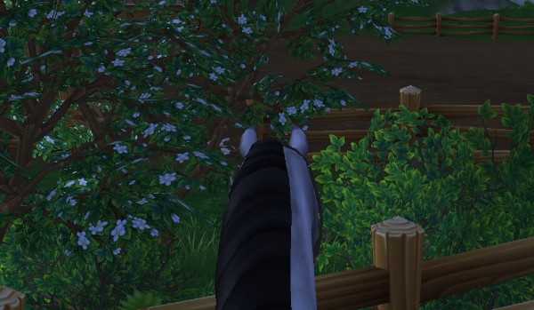 w ilu % pasujesz do koni?