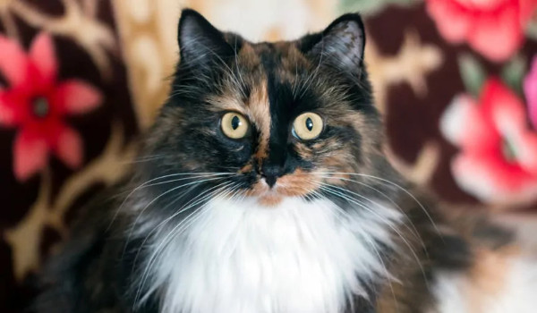 Opowieść Nakarapianego Ucha