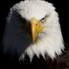 NinjaEagle
