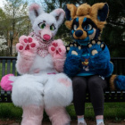 furry_kedemono