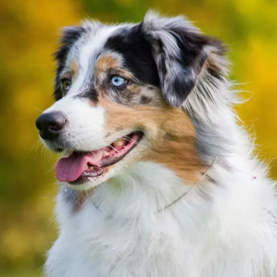 love-dogs