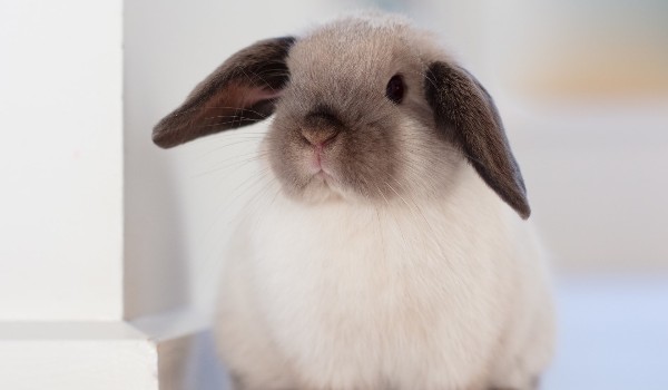 Jak wygląda twój Królik?