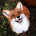 Fox_girl01