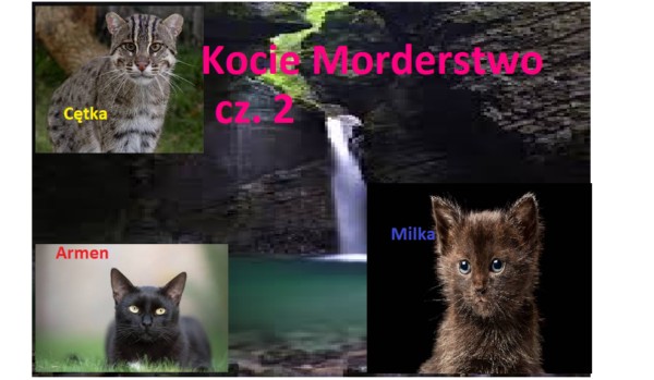 Kocie morderstwo. Część 2