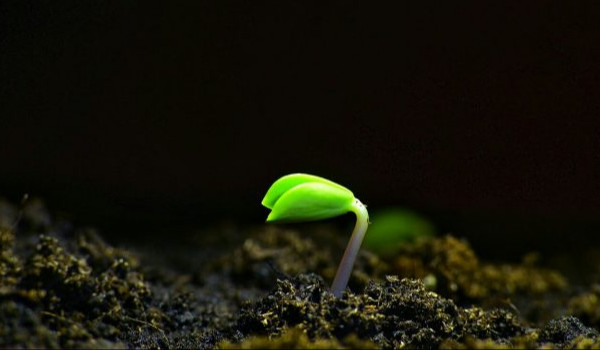 DRZEWKO – ROZDZIAŁ 2 – NASIONO