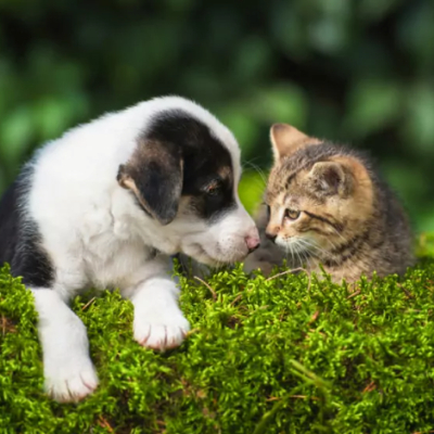 Dog_cat_girl1503