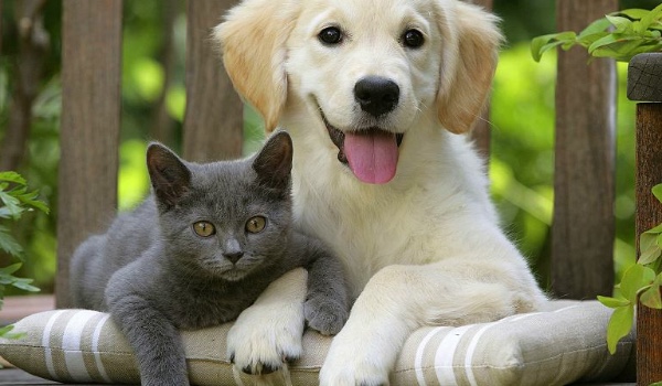 Jakim połączeniem psa i kota z Wojownicy jesteś?