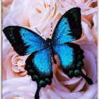 Butterfly._.