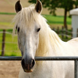 .lovehorses