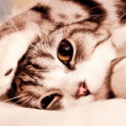 CynamonoweKittku