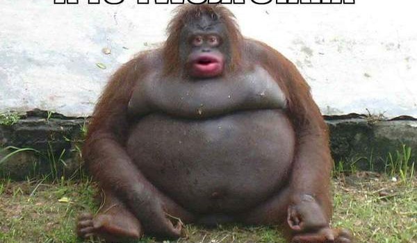 czy jesteś nigerzaurem