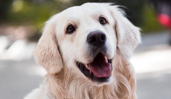 Jak wygląda twój Pies?