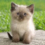 Cat_kiten25