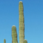 Kaktus826
