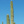 Kaktus826