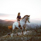 horse_club_