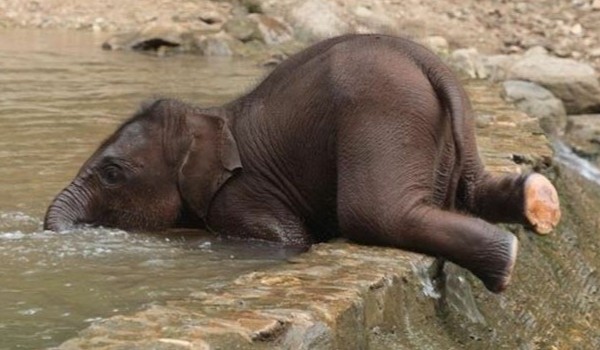 Jak myślisz, jesteś słoniem?