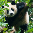 PandaAga