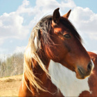 lavend.horse_the_best