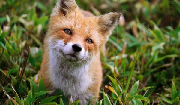 jakim lisem jesteś?