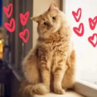 Golden-Foxy_Najlepszy