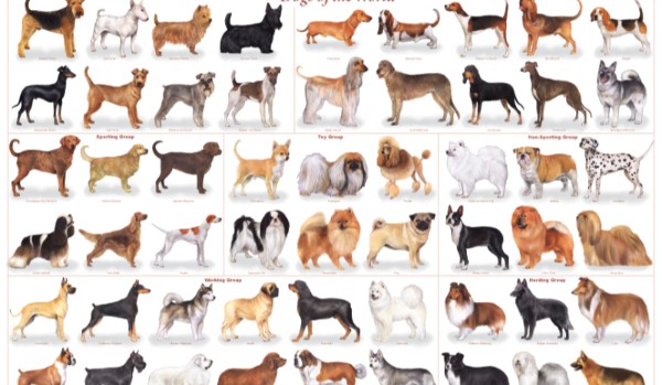 Czy rozpoznasz te popularne i charakterystyczne rasy psów?