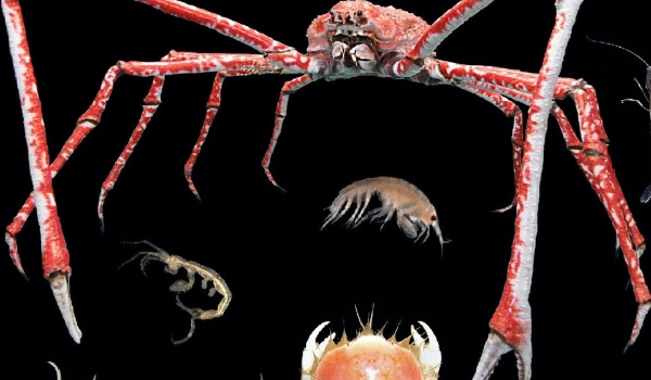 Skorupiaki test biologia