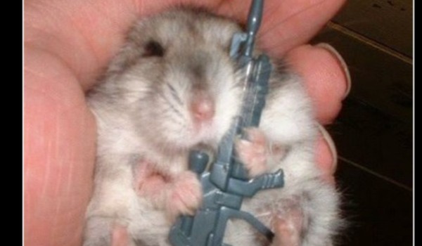 czy możesz mieć chomika?