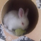 Bunny_Vanish