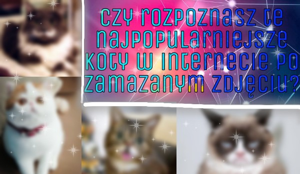 Czy rozpoznasz te najpopularniejsze koty w internecie po zamazanym zdjęciu?
