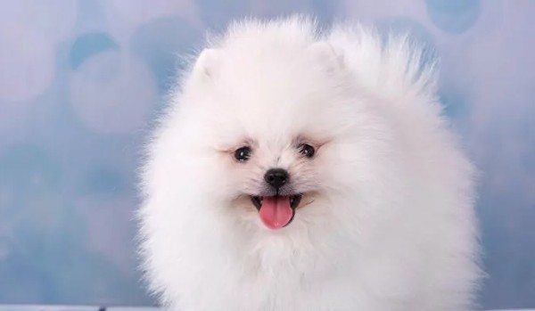 czy znasz rasy psów ?