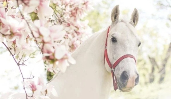 Ocena profilu @xHanakoX