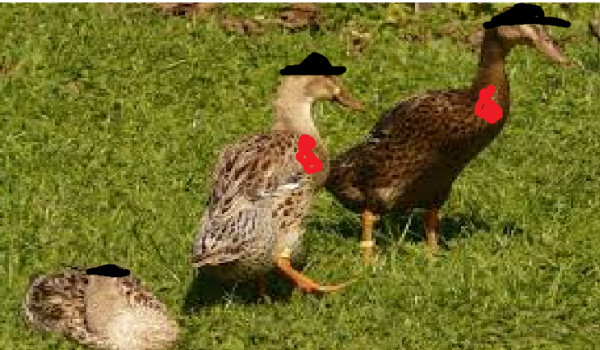 agent kaca znowu w grze