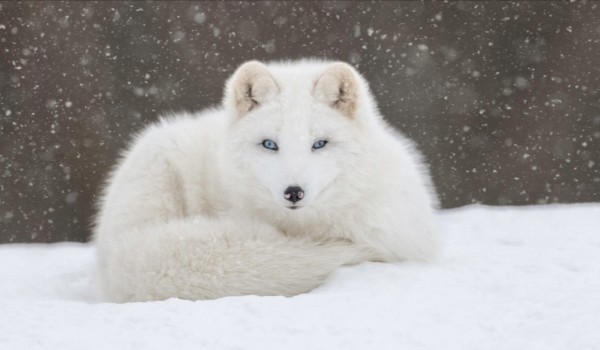 Czy rozpoznasz te zimowe zwierzęta, w zaledwie 5 sekund?