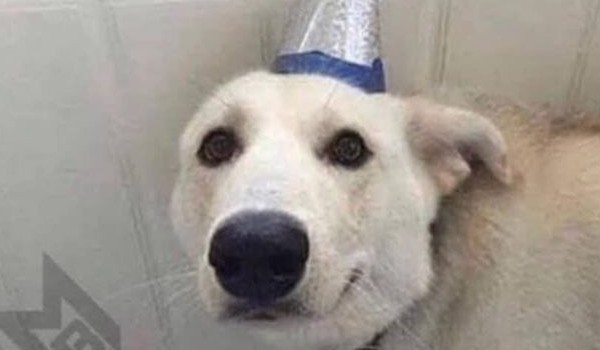 Test znajomości Pawcia