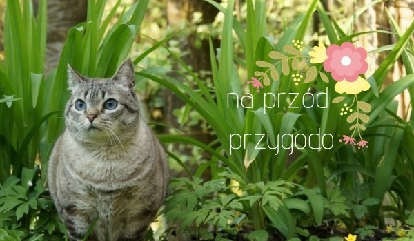 ~Na przód przygodo~ Rozdział II
